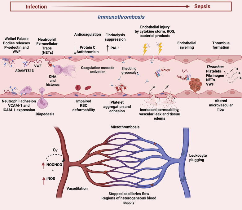Endothelial activation and coagulation dysfunction cascade in sepsis