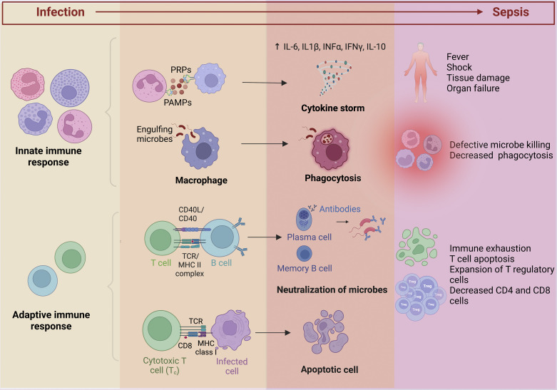Immune system activation in sepsis with cytokine storm and immunosuppression pathways