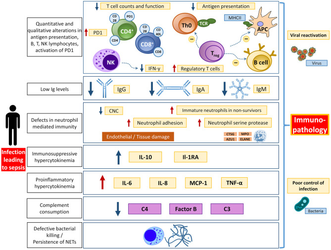 Overview of immunological dysfunction in sepsis affecting multiple organ systems