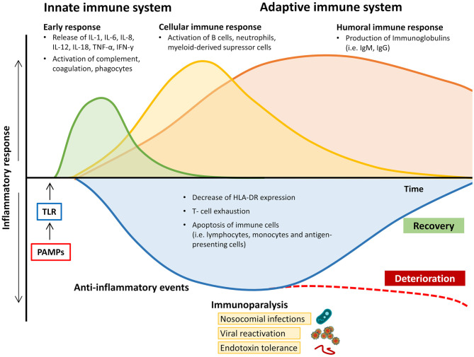 Changes in pro-inflammatory and anti-inflammatory immune response during the course of sepsis