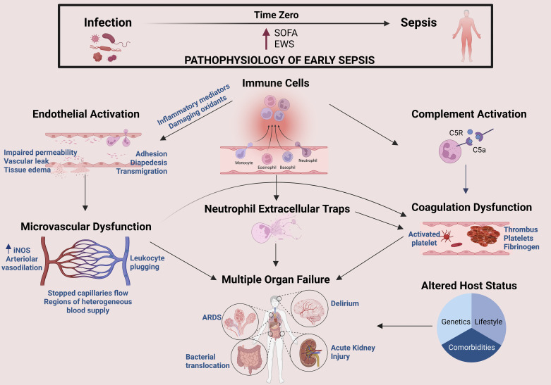Pathophysiology of sepsis showing the critical transition from infection to organ dysfunction