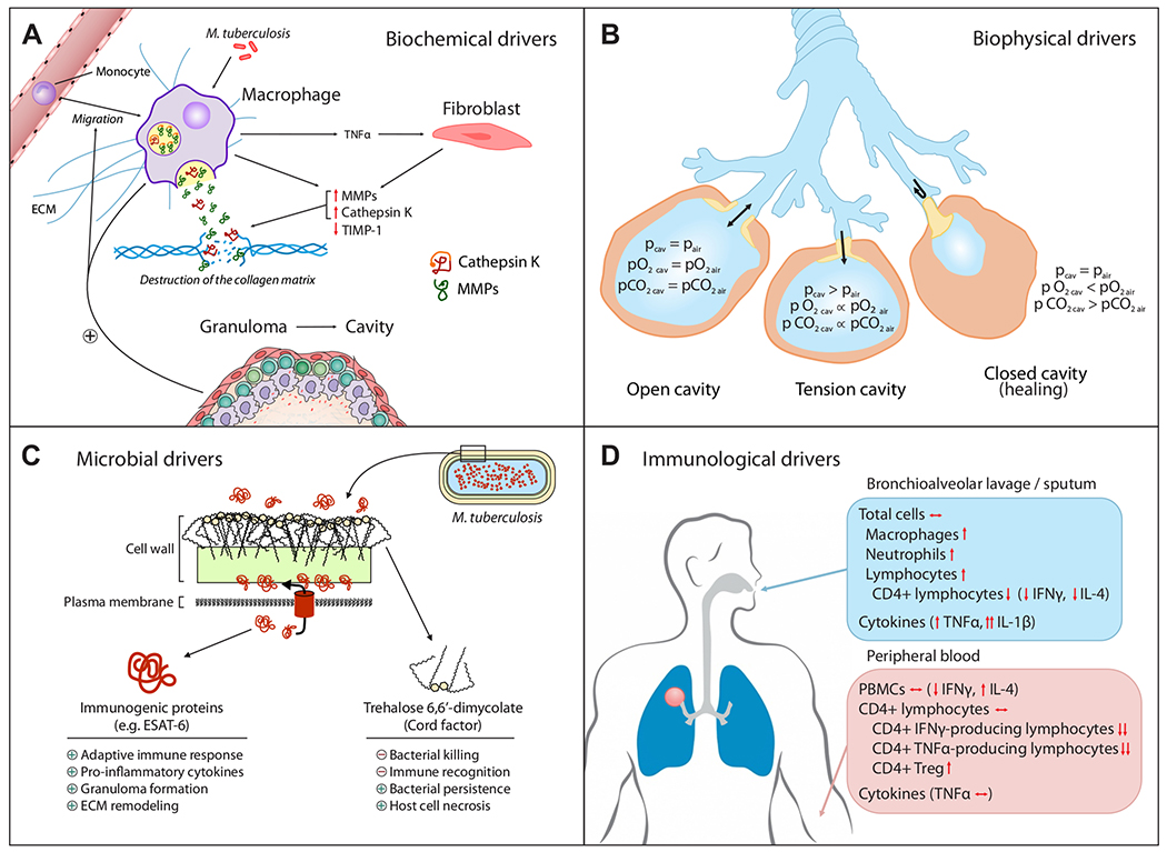 Drivers of pulmonary cavitation in tuberculosis including biochemical, biophysical, and immunological factors