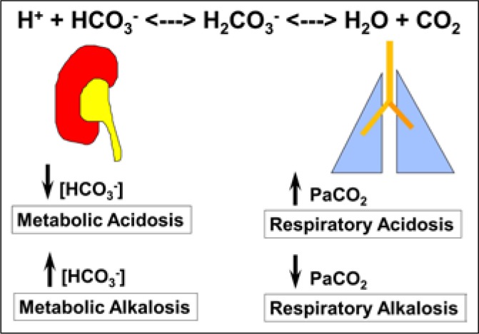Algorithm for identifying acid-base disorders using PaCO2 and bicarbonate