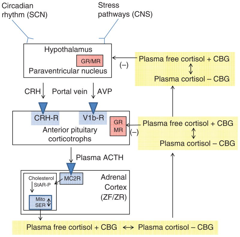 Diagram of the hypothalamic-pituitary-adrenal axis and renin-angiotensin-aldosterone system relevant to blood pressure regulation