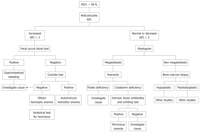 Diagnostic algorithm for evaluation of macrocytic anemia