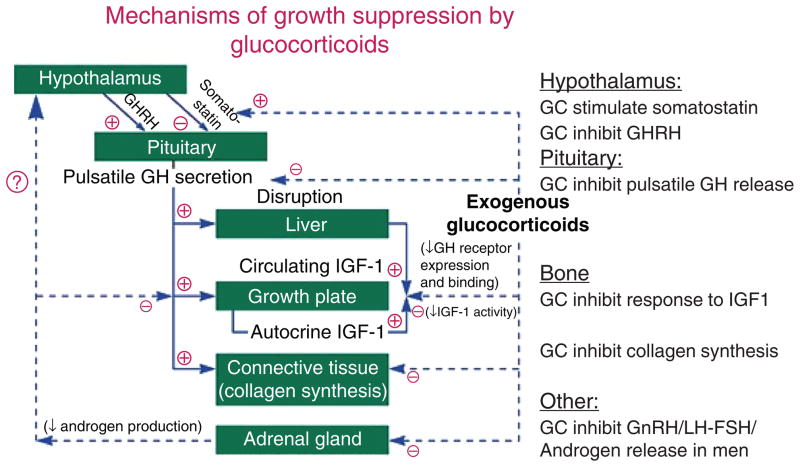 Diagram of calcium and PTH homeostasis including bone, kidney, and intestinal regulation