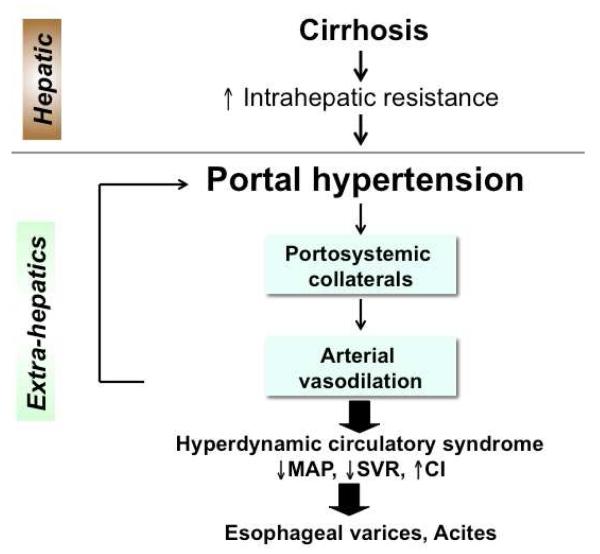 Pathophysiology of portal hypertension in cirrhosis showing hemodynamic changes