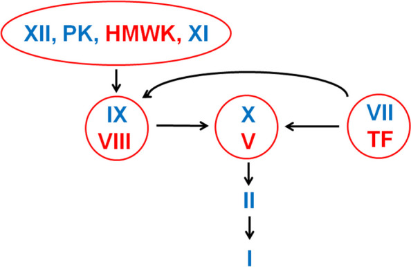 Diagram of the coagulation cascade showing intrinsic and extrinsic pathways