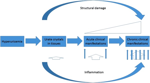 Diagram showing the progression from hyperuricemia to gout with urate crystal deposition and joint damage
