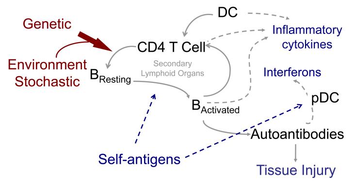 Diagram of the pathogenesis of systemic lupus erythematosus showing autoantibody production and tissue injury