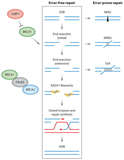 Diagram of DNA double-strand break repair pathways including homologous recombination and non-homologous end joining