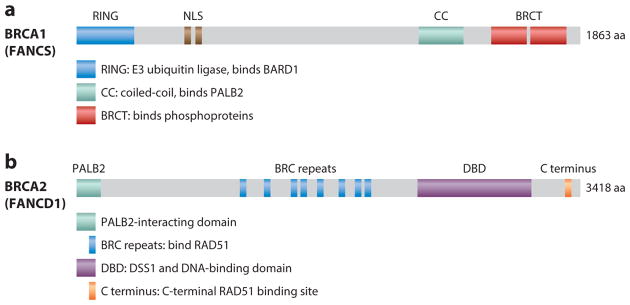 Diagram showing the domain structures of BRCA1 and BRCA2 proteins with functional regions and interaction partners