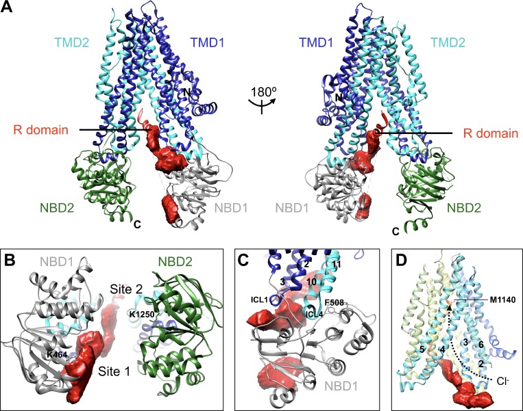Diagram showing CFTR channel dysfunction mechanisms including protein misfolding, trafficking defects, and gating abnormalities in different CF mutation classes
