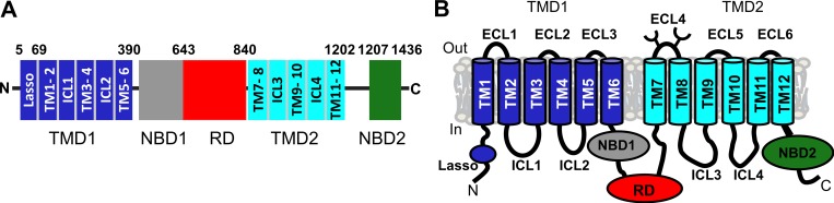 Structural diagram of the CFTR chloride channel showing transmembrane domains, nucleotide-binding domains, and regulatory domain