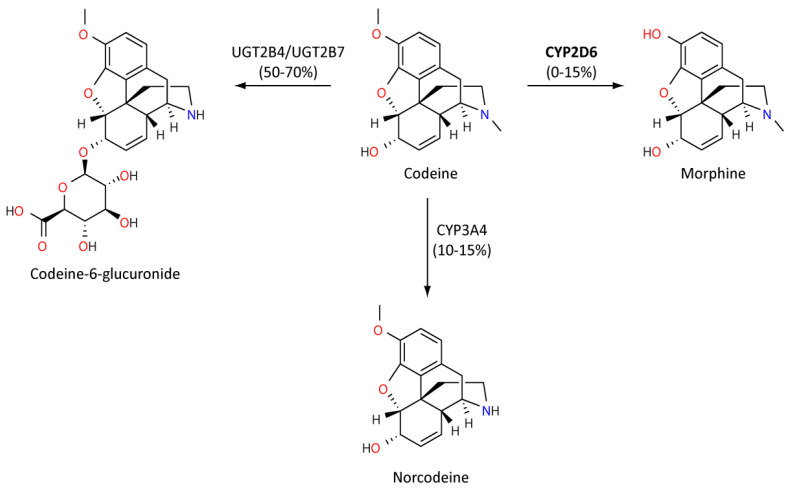 Diagram showing the CYP2D6-mediated metabolism of codeine to morphine and the clinical impact of different metabolizer phenotypes