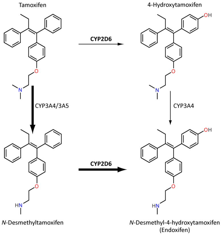 Diagram of tamoxifen metabolism pathway showing CYP2D6-mediated conversion to endoxifen and clinical implications for breast cancer therapy