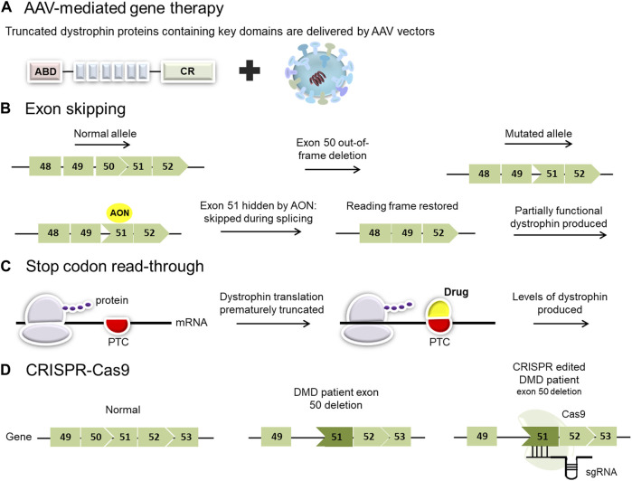 Overview of current and proposed therapeutic strategies for Duchenne muscular dystrophy including gene therapy, exon skipping, and genome editing