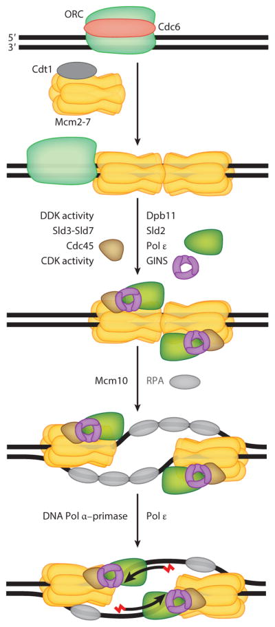 Diagram of the eukaryotic DNA replication fork showing helicase, primase, leading and lagging strand synthesis, and Okazaki fragment processing