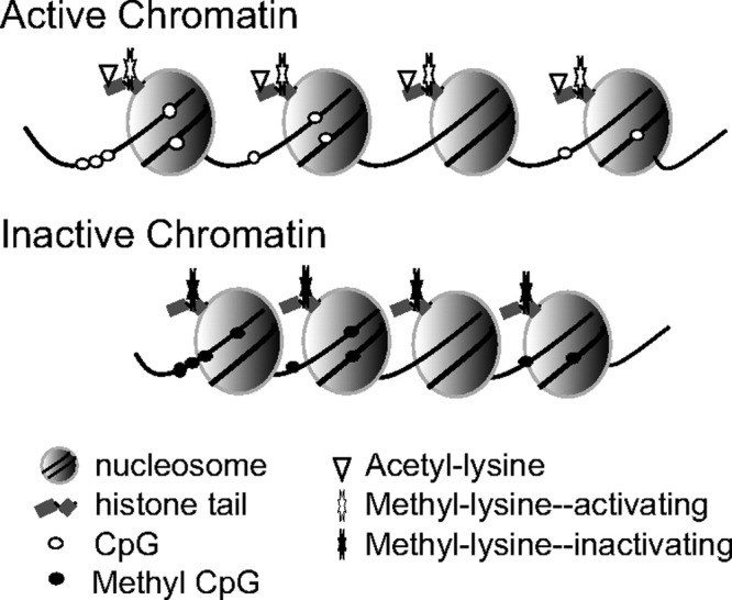 Diagram of chromatin structure showing nucleosomes, histone proteins, DNA methylation sites, and acetylation marks
