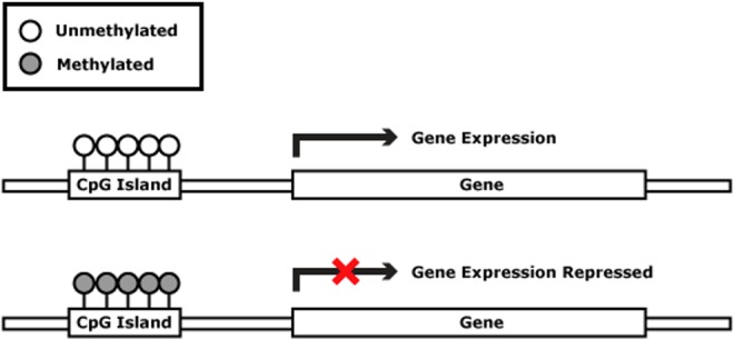 Diagram showing CpG islands on gene promoter regions and how methylation status affects gene expression