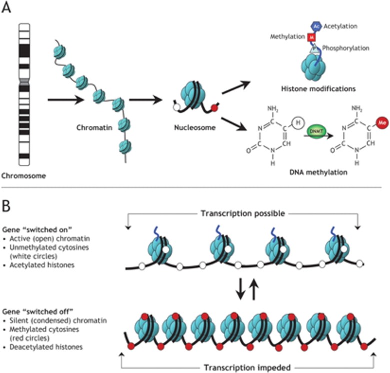 Schematic of histone modifications and DNA methylation showing how these epigenetic marks regulate chromatin structure between open and condensed states