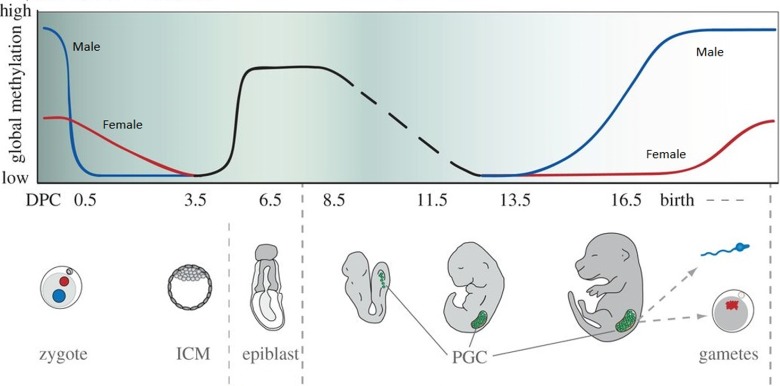 Diagram of DNA methylation reprogramming across the mammalian life cycle showing demethylation patterns from zygote through primordial germ cell development
