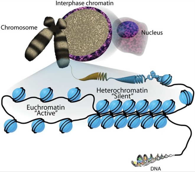 Diagram showing the difference between euchromatin (open, transcriptionally active) and heterochromatin (condensed, silenced) structure with nucleosomes
