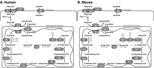 Diagram of the mitochondrial fatty acid beta-oxidation pathway showing carnitine shuttle, enzyme chain-length specificity, and acetyl-CoA production
