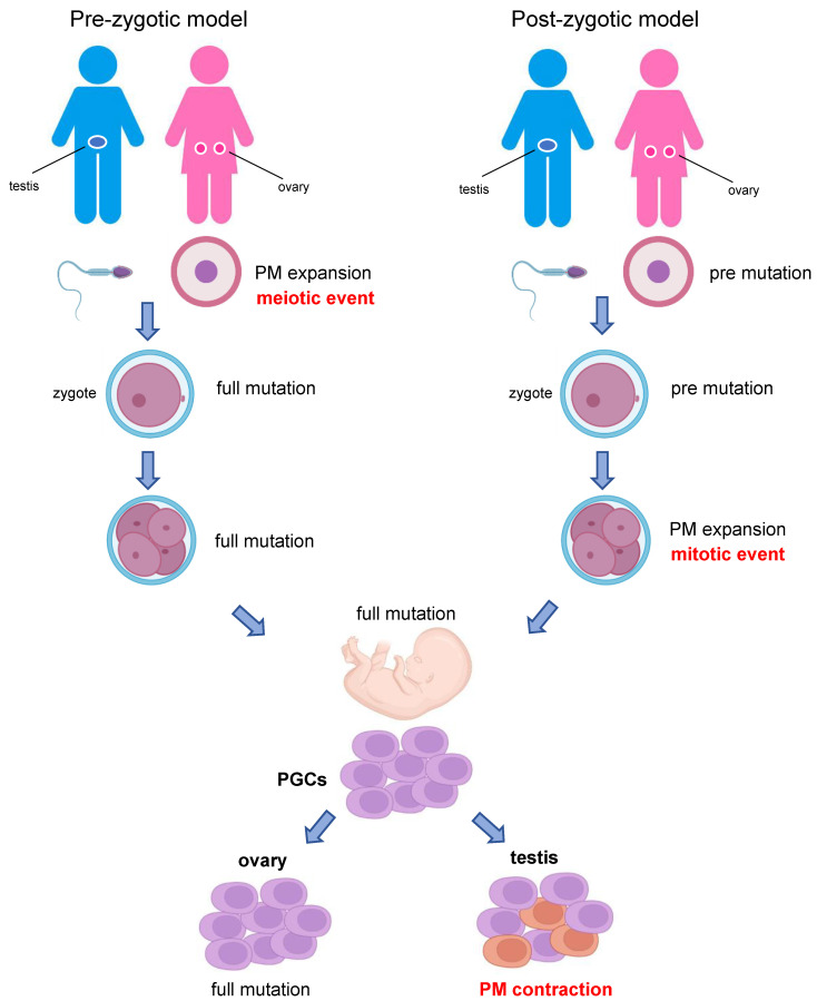 Diagram showing mechanisms of FMR1 CGG repeat expansion from premutation to full mutation including DNA replication and repair pathways