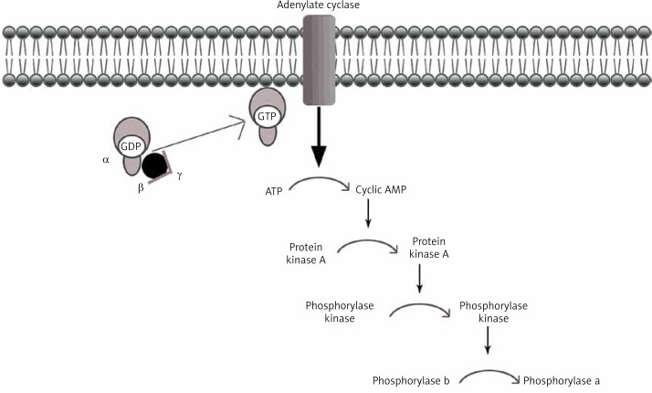 Diagram showing the glycogen metabolism pathway with synthesis and breakdown enzymes, and sites of deficiency in various glycogen storage diseases
