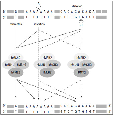 Diagram showing the DNA mismatch repair mechanism with MSH2-MSH6 and MLH1-PMS2 complexes detecting and correcting replication errors