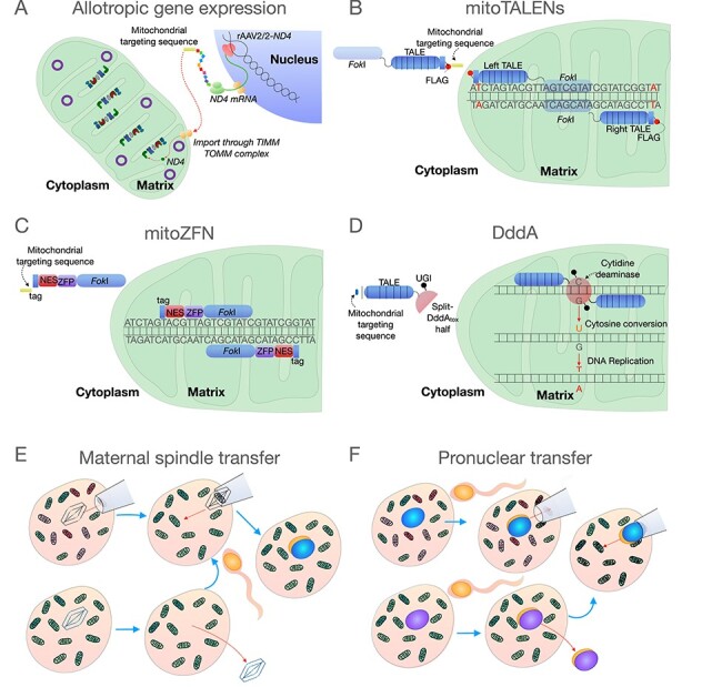 Diagram of therapeutic strategies for mitochondrial DNA disorders including gene therapy, genome editing with mitoTALENs, and mitochondrial donation techniques