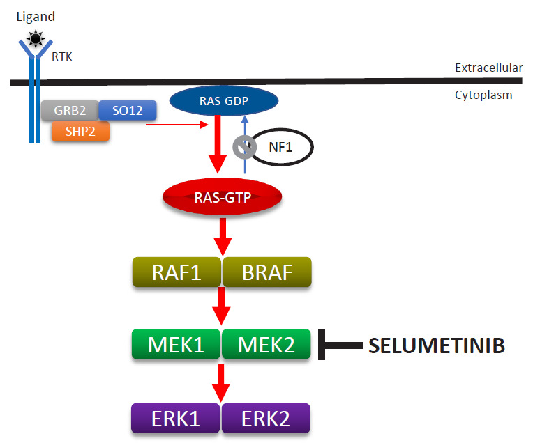 Diagram of the RAS-MAPK signaling pathway showing the role of neurofibromin as a RAS-GAP tumor suppressor