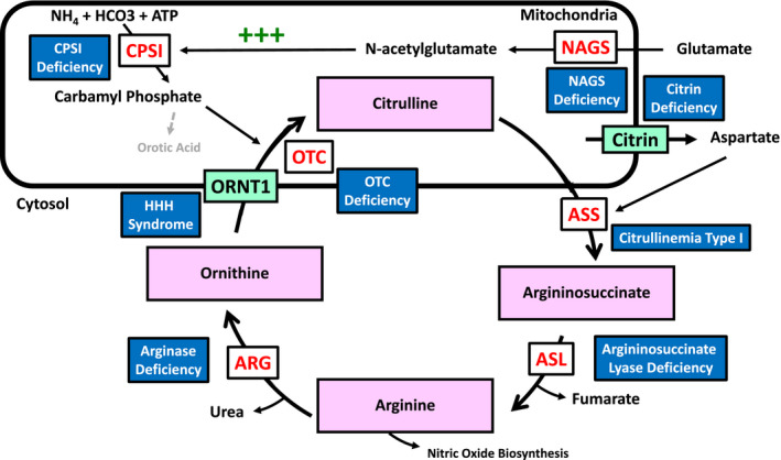 Schematic diagram of the urea cycle showing the six enzymatic steps, mitochondrial and cytosolic compartments, and nitrogen disposal pathway