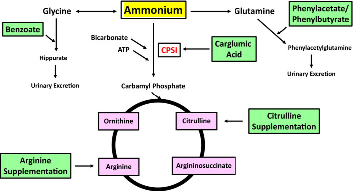 Diagram showing treatment modalities for urea cycle disorders including nitrogen scavenger pathways and dietary management
