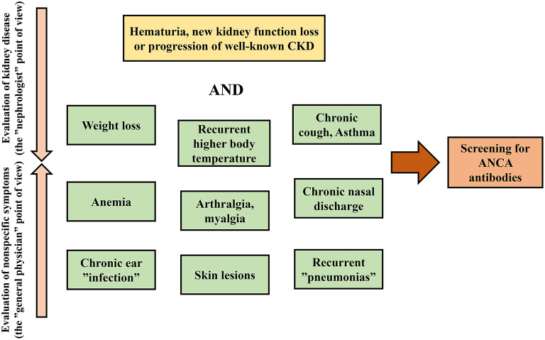 Diagnostic approach algorithm for ANCA-associated glomerulonephritis