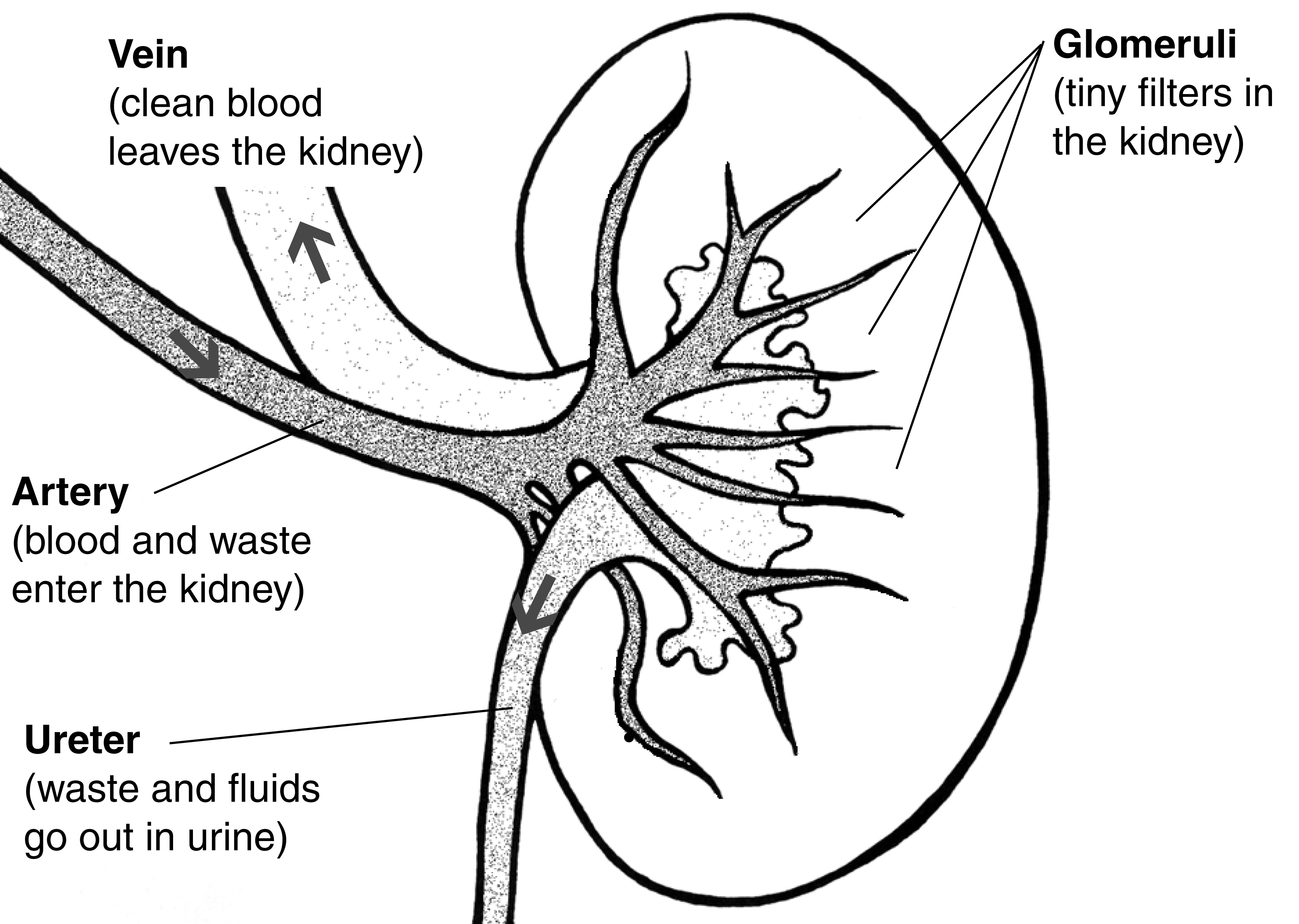 Kidney cross-section with functional labels showing where blood is filtered and urine is formed