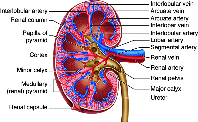 Diagram of renal blood supply showing segmental, interlobar, arcuate, and interlobular arteries with afferent and efferent arterioles