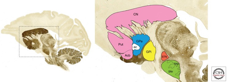 Anatomical diagram of the basal ganglia circuitry showing connections between cortex, striatum, pallidum, and thalamus
