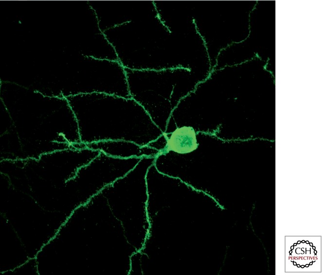 Diagram of motor circuit connections through the basal ganglia showing cortical-subcortical loops