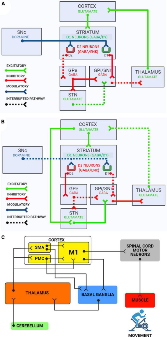 Diagram of basal ganglia direct and indirect motor pathways with dopaminergic modulation