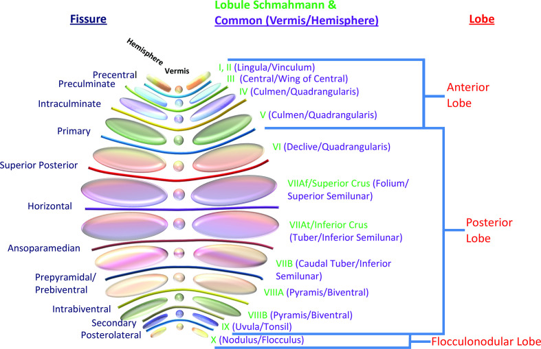 Cross-sectional MRI anatomy of the cerebellum showing vermis, hemispheres, and peduncles