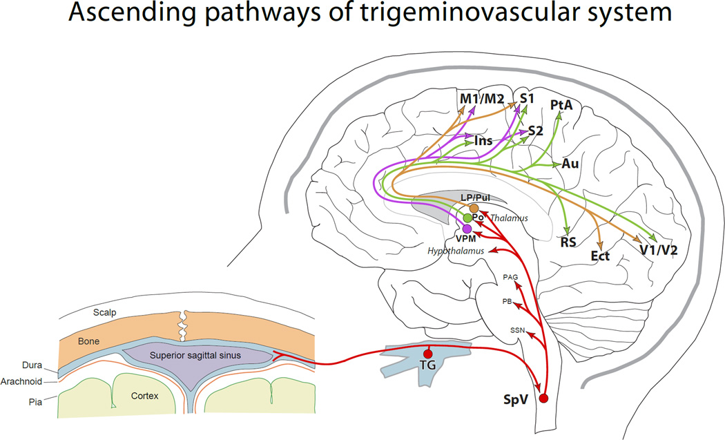 Diagram of the trigeminovascular pathway involved in migraine pathophysiology