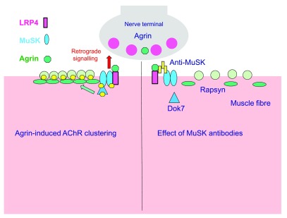Diagram showing MuSK antibody disruption of postsynaptic differentiation at the neuromuscular junction