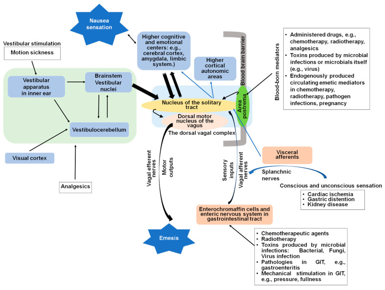 Central and peripheral anatomical sites involved in nausea and vomiting, including brainstem, area postrema, and vagal afferents