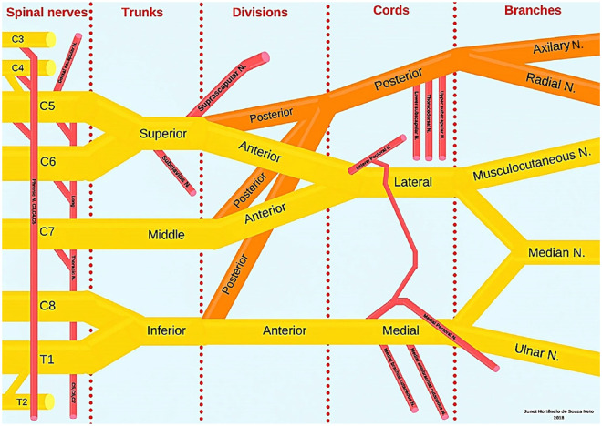 Two-dimensional illustration of the adult brachial plexus showing roots, trunks, divisions, cords, and terminal branches