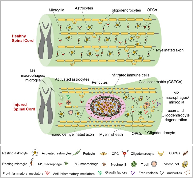 Spinal cord cross-section anatomy showing major ascending and descending tracts and gray matter organization