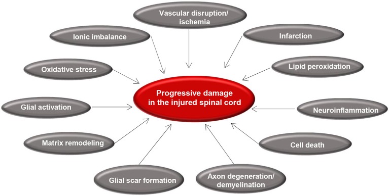 Diagram showing secondary injury cascade following spinal cord injury including inflammation, ischemia, and cellular death pathways