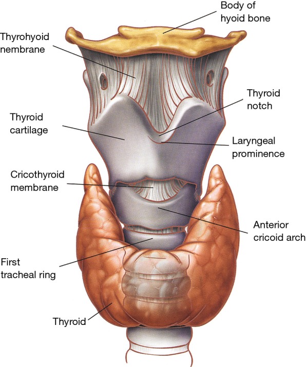 Surgical anatomy of the tracheobronchial tree showing trachea, carina, mainstem bronchi, and lobar branches