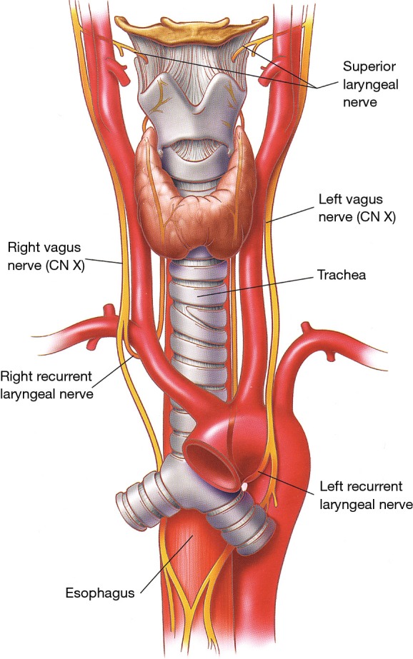 Anatomy of the diaphragm and chest wall muscles involved in respiration